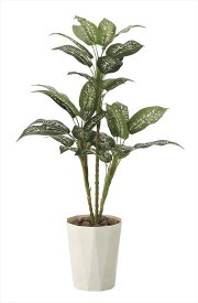楽天市場 ディフェンバキア 花 観葉植物 花 ガーデン Diy の通販