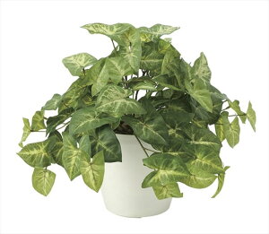 新築祝い 観葉植物 おしゃれの人気商品 通販 価格比較 価格 Com 新築祝い 観葉植物 おしゃれの人気商品 通販 価格比較 価格 Com