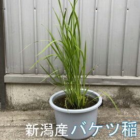 新潟産 バケツ 稲 バケツ 苗 田植え苗 苗 ベランダ稲 学校田 苗 米作り バケツ プランター 稲 稲の生長 稲穂 夏休み自由研究