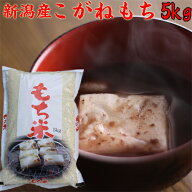 もち米 5kg 新米 令和8年 新潟産 こがねもち 餅米 5キロ こがね餅 米 新潟県産 もちごめ 国産 産直 もち …