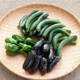 野菜セット 旬の野菜 夏野菜 箱いっぱいセット B級野菜 傷あり 新潟産 野菜詰め合わせセット 農家野菜セット 農家直送 野菜
