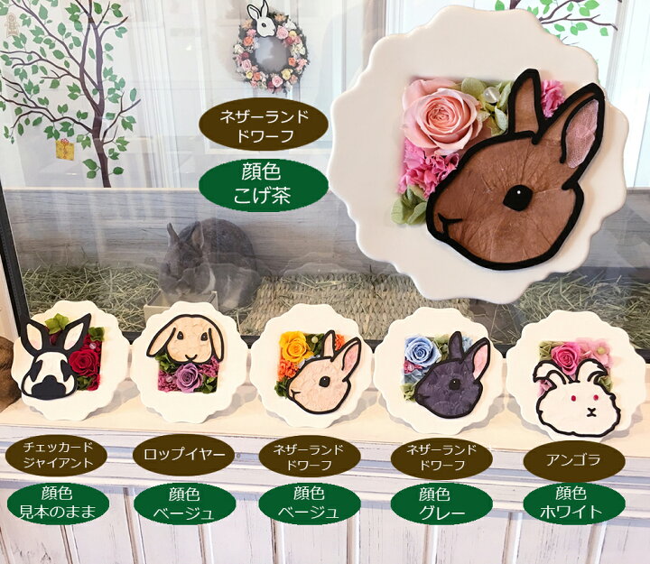 楽天市場 送料無料 ラビットウィンドウ プリザーブドフラワー ギフト プレゼント 花 カーネーション ペット フラワーアレンジメント 枯れない 花 お供え お供え花 うさぎ 動物 お礼 ネザーランドドワーフ ロップイヤー アンゴラ お悔やみ 御祝い メモリアル 敬老の日