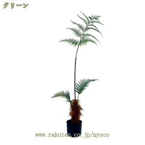 tFCNO[ V_A A ^ ϗtA CeAO[ lHϗtA  킢 A ԕEQ̐SzȂ sv  nCA CeA JtF Lb