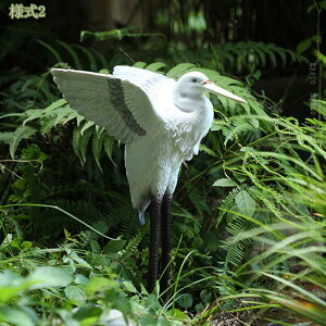 1000~OFFN[| K[fI[ig   Aj}IuWF 傫  u CeA K[fjOG v[g | O   ɒu Jg[G fR[V 