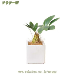 780~OFFN[| A tFCNO[ lHϗtA A  CeA O[ tFCNO[ ItBX  Q rO[ oX[ Lb` oRj[ 