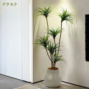 2000~OFFN[| tFCNO[ 175cm lHϗtA tFCNA  A ItBX rO Q  L ȒP t zj bsv }t̊px\