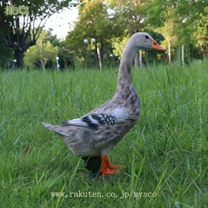 1000~OFFN[| K[fjOG  IuWF Aq ̒u ^ K[fI[ig Jg[G   I[ig Aj} K[f G  CeA AE