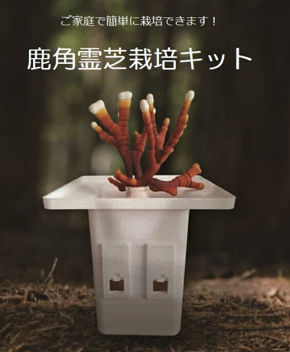 楽天市場】鹿角霊芝栽培キット 鹿角霊芝培地付き : 株式会社榮建設 