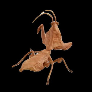   A m  q ߋ   vX`bN nEB TvCY tBMA a v[g J}L ͗t