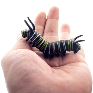 ���A�� �� �������� �t�B�M���A �h�b�L�� �q�� ��l �����ߒ� �ώ@ ���� �m�� ���� � �� �ђ� �E�~�K�� �I �T�\�� �� ���f�� �C���e���A �j�̎q ���̎q