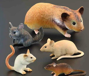 A  tBMA }EX  ͌^ ~j`A mߋ ̐} q  RNV CeA v[g  쐶  F O[ lY~ nX^[ bg