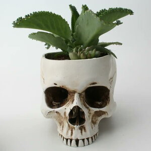 Aؔ N[ AJ g XJ  fXN [    O   A  K[fjO   ƒ t[|bg A oRj[