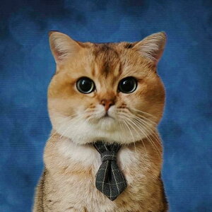 ˂   ybg p  lN^C { ߉\ obN ANZT[ p[eB[  ʐ^ Be ߑ  vg `FbN   sN