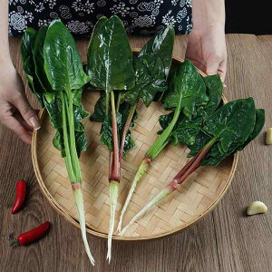 HiTv A ق tFCN  ͌^ fBXvC HX  Cxg    PUf STCY LTCY O[ bh