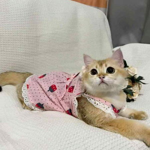 Lp ̎q [X L~\[s[X C`S `F[ 100 t 킢  U o ^ ^ ybgEFA(x2)