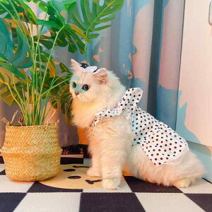 ペット服 犬 猫 ワンピース コットン素材 フレンチスタイル 春夏 白黒 ドット柄 レースフリル 小型犬 中型犬 かわいい