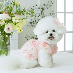 ybgp s[X ̎q t ȍ  ʋC [X t vZXhX  L gCv[h rVt[[ 킢  o