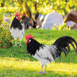 K[fsbN A  jg Y{ [X^[ AN ʈ 뉀 IuWF [hA[g O fR[V Jg[