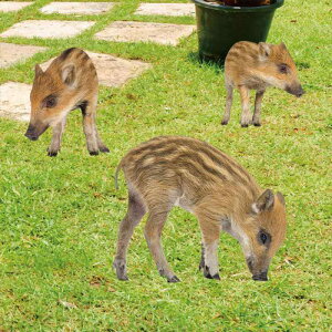 K[fI[ig AN  Aȓ K[fsbN OΉ ʈ  뉀 n}  킢 Jg[ G IuWF