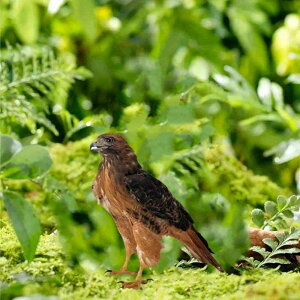 K[fI[ig h ϖ  O x_ 뉀 K[fjO GgX Jt AN  h AJJg[ n} u IuWF fBXvC(x2)