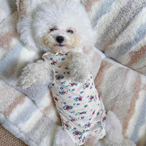 ybgEFA ^ Lp rVt[[ ԕ t l I[C ۉ h [EFA pW}  ی  킢 H~p |GXe x[W O[