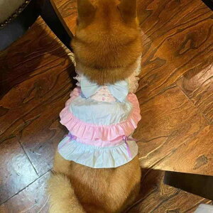 ybg Lp Eɂ  y 킢 vZXhX ^ qLp ĕ T}[s[X |GXe