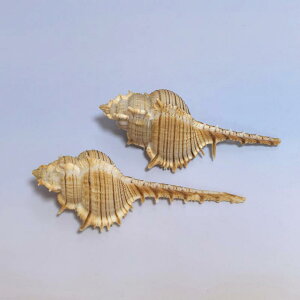 Lk zlKC B[iXzlKC VR Ԃ  ANAE CAEg IuWF } CeA u fBXvC  7-12cm