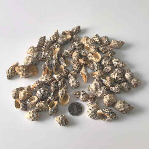 Lk L VR 2-5cm ANAE  CAEg eE  DIY nhCh  ޗ EFfBO  fBXvC CeA u IuWF EH[XebJ[ Cmw