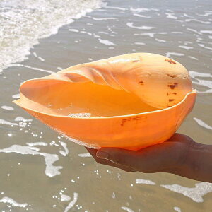 zKC VR ^L F VF CeAu   rO Q ANAE eE ϗtA fBXvC Xܗp Rf Mtg v[g 12-22cm