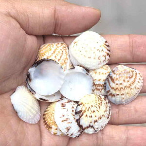 p VRLk C[OEBOVF L TS ANAE CAEg  DIYf Yr ~j`AhXP[v }X^C CeAG IuWF(x3)