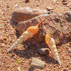 u VR L Lk @ RNV W{ nC CeA  X fBXvC Mtg 蕨 a zj LOi(x2)