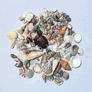 u VR L Lk qgf  ANAE CAEg  hJ B VF Yr H ޗ CeA z[fR[V Mtg 蕨