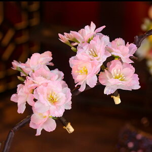  fB[X X^C Õ  t[`[t TChNbv wAs Be Cxg p[eB[ RXv wbhhX 킢 ^ D