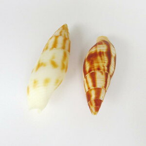 Lk VR _yL ^ L ~jTCY ANAE  CAEg  IuWF CeA RNV W{ 킢 fBXvC ANZg