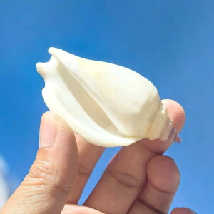 W{ VRLk KC L 6-7cm  RNV  ANAE  CeA fBXvC IuWF Mtg v[g LOi