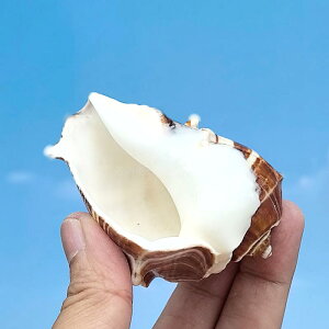 Lk hJ hւpVF  ANAE CAEg IuWF VR o L W{ RNV fBXvC CeA  Ϗܗp ӏ u