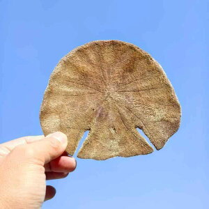 CeAG VR  V[A[`VF nCX^C }eCXg r[`CeA i`J[  rO  IuWF u 