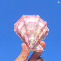 楽天市場】ホタテ（その他｜インテリア小物・置物）：インテリア・寝具 