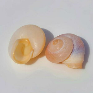 貝殻 ヤドカリ 交換シェル 金口巻き貝 小さな貝殻 水槽装飾 アクアリウム レイアウト 天然素材 DIY ハンドメイド 漂流瓶 デコレーション 黒 白 ミニ