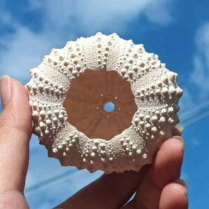 Lk VR I[XgAY ΕMEj k ct Ntg DIY tHgt[ CeAG u  q[O RNV W{ vf nhCh fBXvC