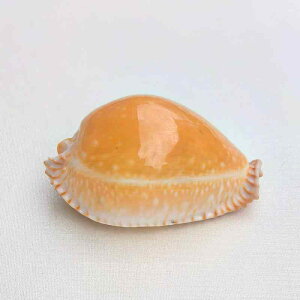 Lk VR   W{ p ANAE CAEg  nC CeA IuWF RNV fBXvC u