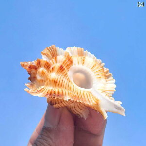 Lk ₩Ȑ oVEKC VR L  W{ RNV CeA u CAEg tHgvbvX VX^C av[g 蕨