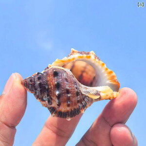 Lk VR L hJ zp  ANAE CAEg Mы CeA IuWF fBXvC 