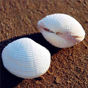 ANAE VRLk L sNL ĊL  i CAEg  CeA u IuWF  RNV