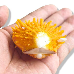 u VR Lk L X|fBX E~MNKC F  ANAE  CeA G H|i IuWF 4-7cm