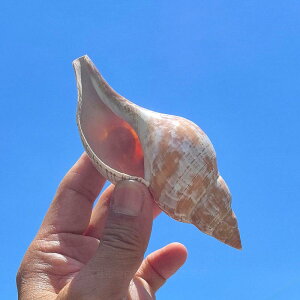 Lk `[bvVF VR ^ L X IuWF u  CAEg ANAE CeA  C̉ v[g Mtg