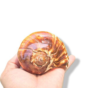 貝殻 水槽 アクアリウム レイアウト ヤドカリ 住み替え用 天然巻き貝 オーストラリア黒香螺 インテリア 置物 観賞用 自然素材 シェル オーナメント おしゃれ