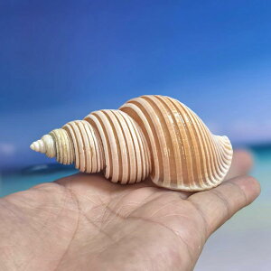 置物 縄目エゾバイ 天然 希少 巻き貝 貝殻 標本 地中海風 インテリア コレクション 水槽 アクアリウム オブジェ 飾り 観賞用 ディスプレイ おしゃれ 珍しい