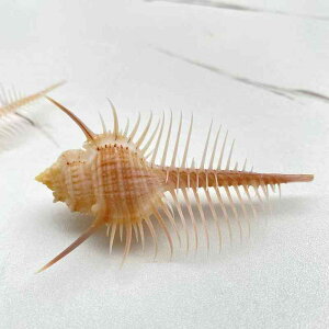 u VR Lk B[iX  W{ 7cm`10cm fBXvC CeA IuWF z[fR[V RNV eE ANAE i Mtg 蕨(x2)