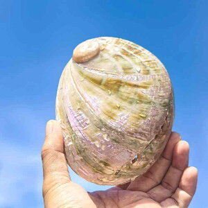 u VR I[XgAY ^ ArLk L VF W{ }eCXg CeA fBXvC IuWF RNV ANAE eE  